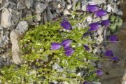 Campanula pulla