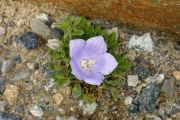 Campanula raineri