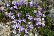 Campanula rupicola