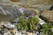 Campanula teucrioides