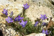 Campanula tridentata