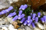 Campanula zoysii