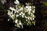 Cassiope 'Badenoch'