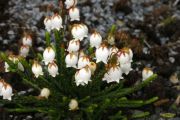 Cassiope mertensiana