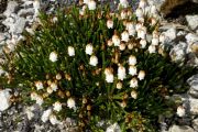 Cassiope mertensiana