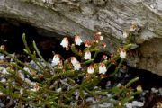 Cassiope selaginoides