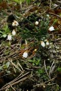 Cassiope selaginoides