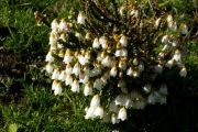 Cassiope selaginoides