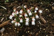 Cassiope tetragona