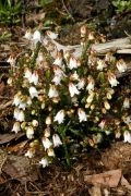 Cassiope tetragona