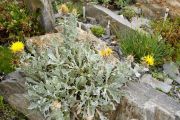 Centaurea odyssei