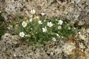 Cerastium lanatum