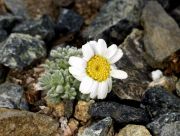 Chrysanthemum tomentosum