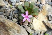 Claytonia megarrhiza