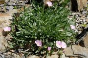 Convolvulus boissieri