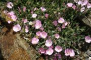 Convolvulus boissieri