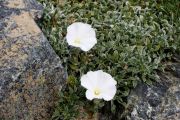 Convolvulus compactus