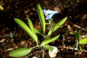 Corydalis ambigua