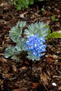 Corydalis pseudobarbisepala