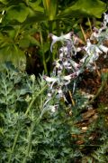 Corydalis calcicola