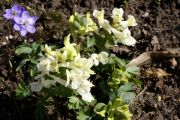 Corydalis malkensis