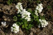 Corydalis ochroleuca