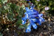 Corydalis pseudobarbisepala