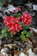 Corydalis solida 'GP Baker'