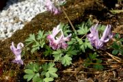 Corydalis solida