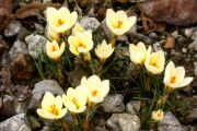 Crocus chrysanthus 'Jeanine'