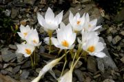 Crocus ochroleucus