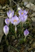 Crocus tommasinianus