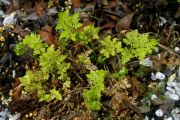 Cryptogramma crispa