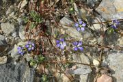 Cyananthus chungdianensis