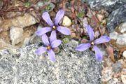 Cyananthus longiflorus