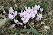 Cyclamen cilicium