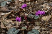 Cyclamen coum