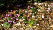 Cyclamen coum