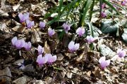 Cyclamen hederifolium