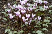 Cyclamen hederifolium