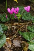 Cyclamen purpurascens