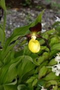 Cypripedium calceolus