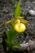 Cypripedium farreri