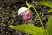 Cypripedium guttatum