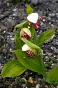 Cypripedium guttatum