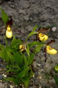 Cypripedium parviflorum