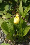 Cypripedium parviflorum