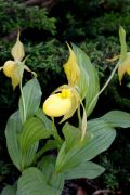 Cypripedium pubescens