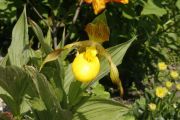 Cypripedium pubescens