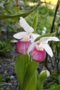 Cypripedium reginae